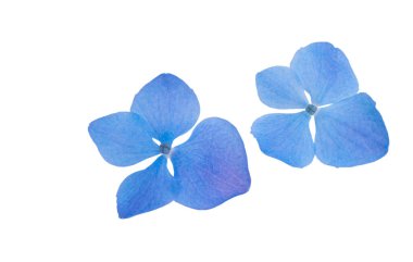 Mavi ortanca çiçekleri beyaz arkaplanda izole edilmiş 