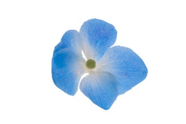 Mavi ortanca çiçekleri beyaz arkaplanda izole edilmiş 