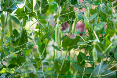 Çiftlikte büyüyen yeşil bezelyeler 