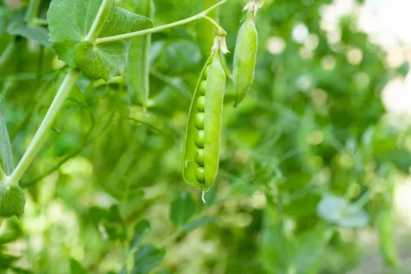 農場で育った緑のエンドウ豆は — ストック写真