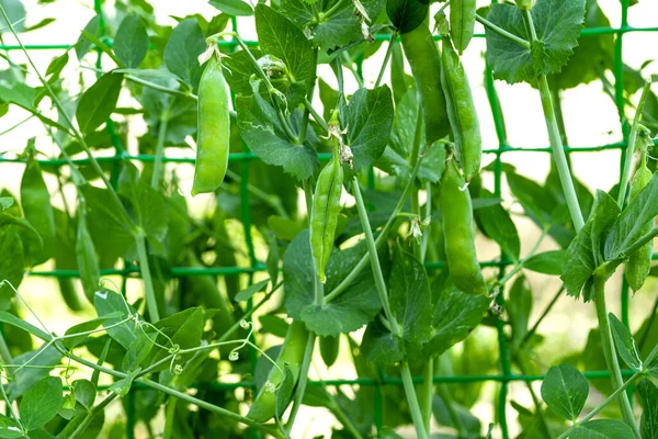 Ervilhas Verdes Que Crescem Fazenda — Fotografia de Stock