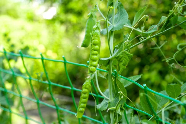 Green Peas Growing Farm — Stock Photo, Image