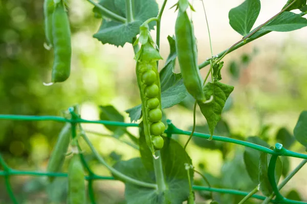 Pois Verts Poussant Ferme — Photo