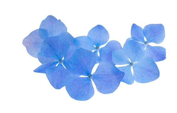 Flores Hortensias Azules Aisladas Sobre Fondo Blanco — Foto de Stock