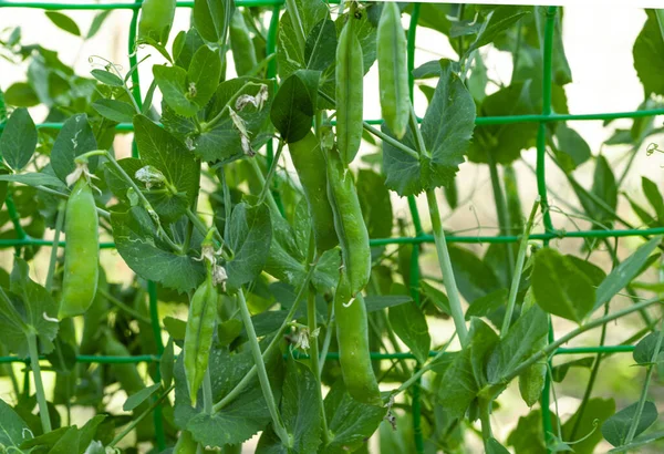 Green Peas Growing Farm — Stock Photo, Image