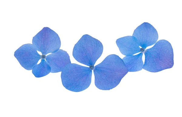 蓝色的水仙花 白色的背景隔离 — 图库照片