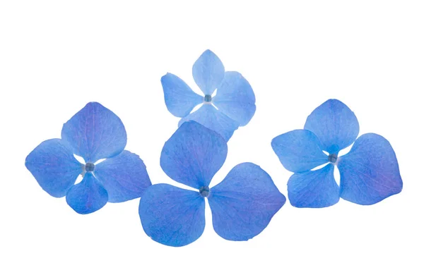 Blå Hortensia Blommor Isolerad Vit Bakgrund — Stockfoto