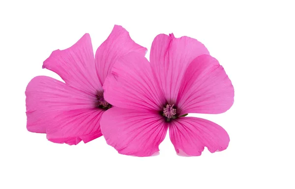 Fiore Malva Rosa Isolato Sfondo Bianco — Foto Stock