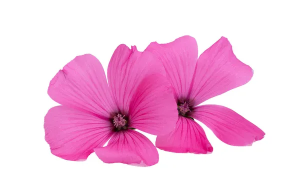Rosa Malva Blomma Isolerad Vit Bakgrund — Stockfoto