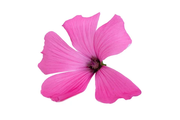 Pink Mallow Flower Isolated White Background — Stock Photo, Image