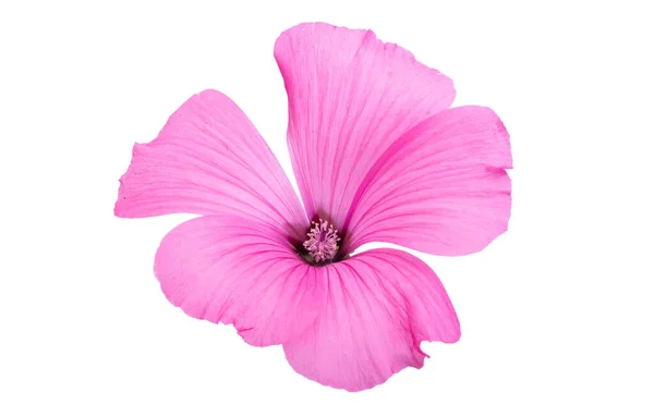 Rosa Malvenblüte Isoliert Auf Weißem Hintergrund — Stockfoto