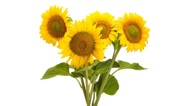 Sonnenblume Blume Isoliert Auf Weißem Hintergrund — Stockfoto