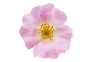 Beyaz arkaplanda izole gül çiçeği 