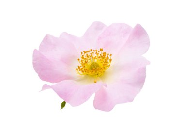 Beyaz arkaplanda izole gül çiçeği 