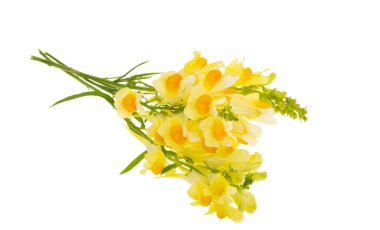 Çayır ejderhası beyaz arkaplanda izole edilmiş. 