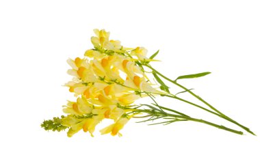 Çayır ejderhası beyaz arkaplanda izole edilmiş. 