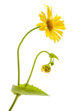 Beyaz arka plan üzerinde izole sarı papatya 