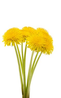 Beyaz arkaplanda izole edilmiş karahindiba çiçeği 