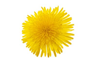 Beyaz arkaplanda izole edilmiş karahindiba çiçeği 