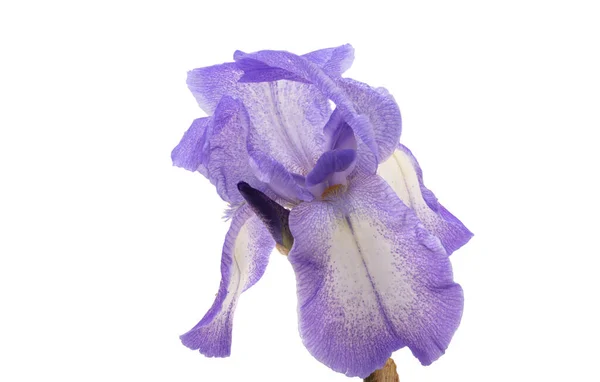 Iris Flower Isolated White Background — Stock Photo, Image