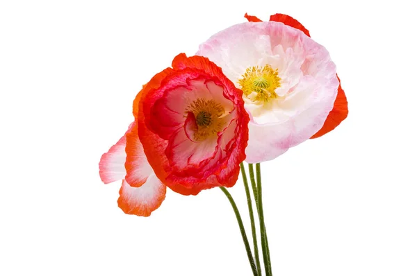 Poppy Flower Isolated White Background — Stock Photo, Image