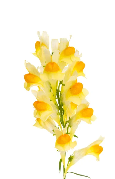 Meadow Snapdragon Isolated White Background — Stock Photo, Image