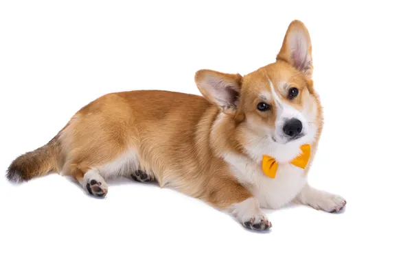 Welsh Corgi Pembroke Geïsoleerd Witte Achtergrond — Stockfoto