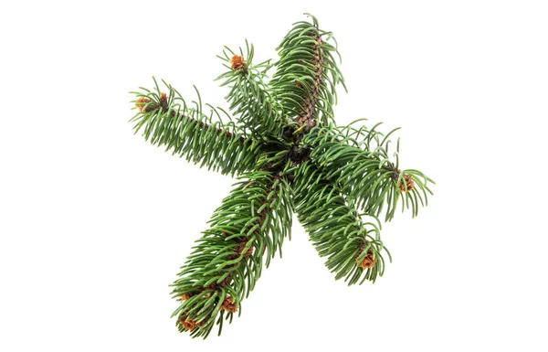 Christmas Spruce Branch Isolated White Background — Stock Photo, Image