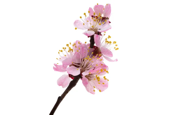 Fiori Sakura Isolati Sfondo Bianco — Foto Stock