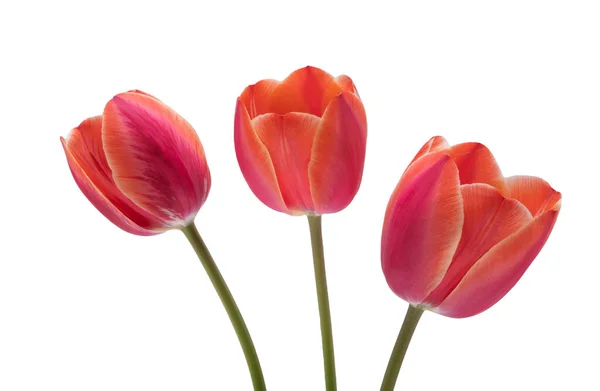 Flor Tulipán Aislada Sobre Fondo Blanco — Foto de Stock