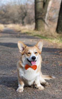 Sonbaharda parkta yürüyüş yapan Galli Corgi Pembroke.