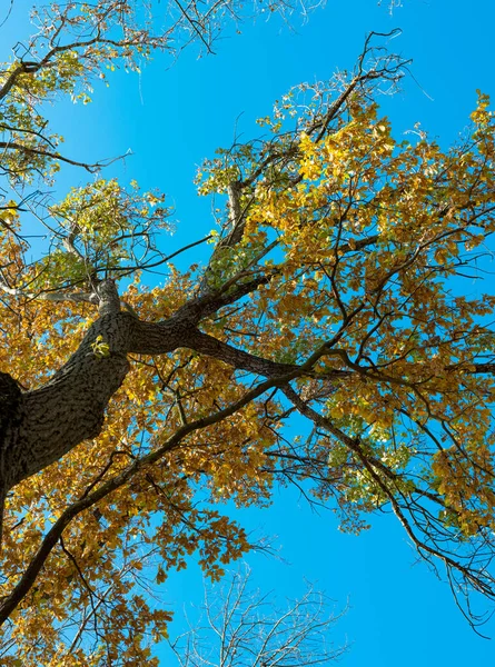 Bomen Het Park Herfst Zonnige Dag — Stockfoto