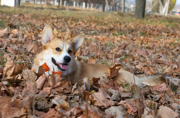 Pembroke Corgi Gallesi Una Passeggiata Nel Parco Autunno — Foto Stock