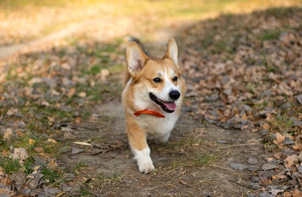 Walesi Corgi Pembroke Egy Séta Parkban Ősszel — Stock Fotó