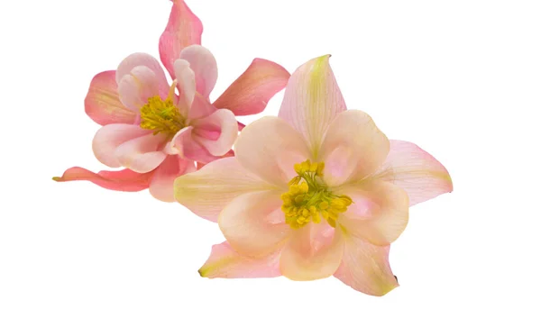 Blomma Aquilegia Isolerad Vit Bakgrund — Stockfoto