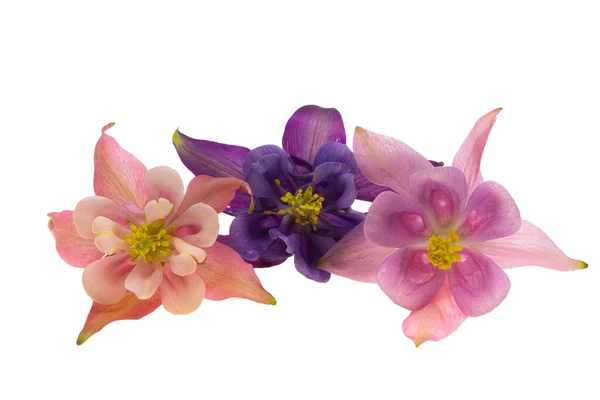 Květiny Aquilegia Izolované Bílém Pozadí — Stock fotografie