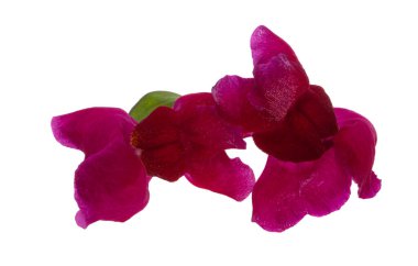 Beyaz arka plan üzerinde izole aslanağzı çiçeği 