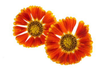 Kırmızı gelenium çiçekleri beyaz arkaplanda izole edilmiş