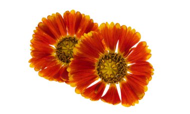 Kırmızı gelenium çiçekleri beyaz arkaplanda izole edilmiş