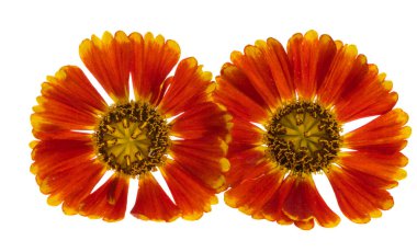 Kırmızı gelenium çiçekleri beyaz arkaplanda izole edilmiş