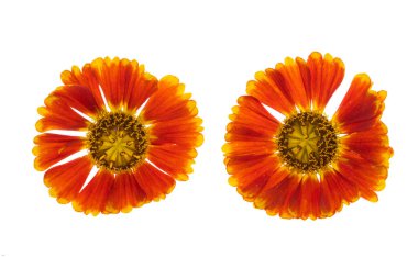 Kırmızı gelenium çiçekleri beyaz arkaplanda izole edilmiş