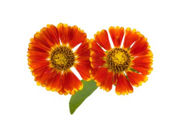 Kırmızı gelenium çiçekleri beyaz arkaplanda izole edilmiş