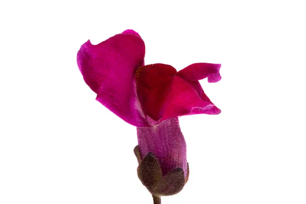 Snapdragon Fleur Isolée Sur Fond Blanc — Photo