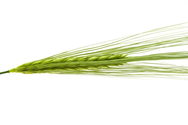 Groene Oor Van Tarwe Geïsoleerd Witte Achtergrond — Stockfoto