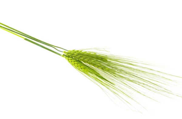 Зеленое Ухо Пшеницы Изолированы Белом Фоне — стоковое фото