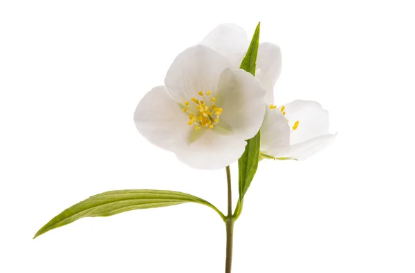 Квіти Жасмину Ізольовані Білому Тлі — стокове фото