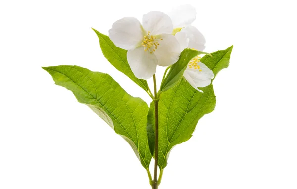 Άνθη Γιασεμιού Απομονωμένα Λευκό Φόντο — Φωτογραφία Αρχείου