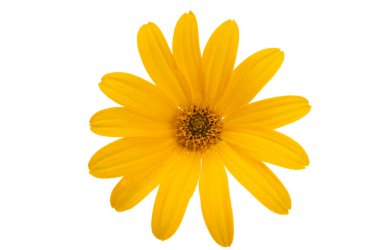 Beyaz arka plan üzerinde izole heliopsis 