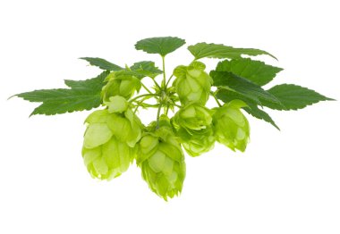 sekme konileri beyaz arkaplanda izole 