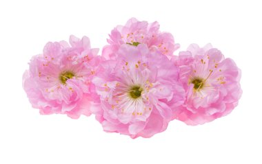 Beyaz arkaplanda yalıtılmış badem çiçekleri